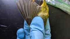 Leiothlypis ruficapilla