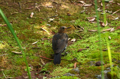 Turdus merula azorensis