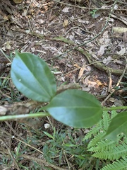 Scepocarpus trinervis