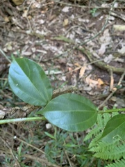 Scepocarpus trinervis