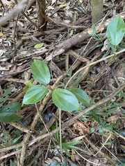 Scepocarpus trinervis