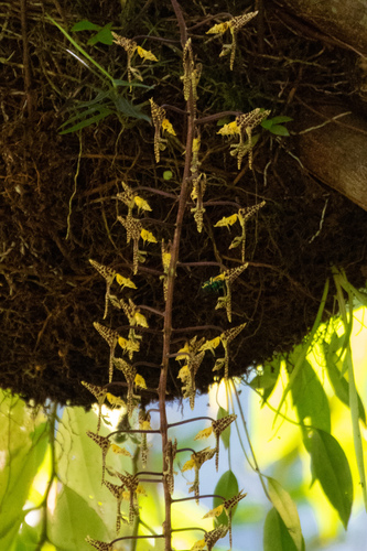 Gongora quinquenervis, photograph 2