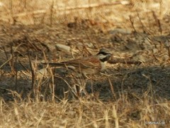 Emberiza stewarti