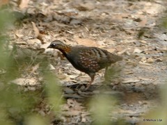 Arborophila rufogularis