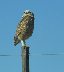 Athene cunicularia