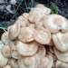 Ringless Honey Fungus - Photo (c) Simona Zaghi, some rights reserved (CC BY-NC), uploaded by Simona Zaghi