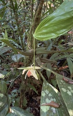 Coelogyne