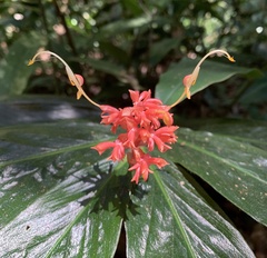 Globba atrosanguinea