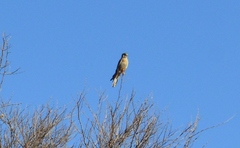 Falco sparverius