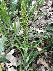 Pterygodium orobanchoides