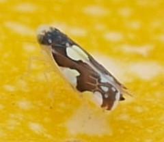 Eupteryx notata