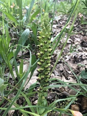 Pterygodium orobanchoides