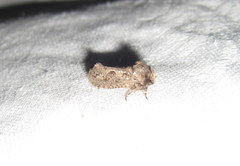 Acrolophus arcanella