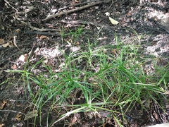 Carex muskingumensis