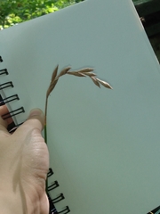 Carex muskingumensis