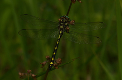 Cordulegaster obliqua