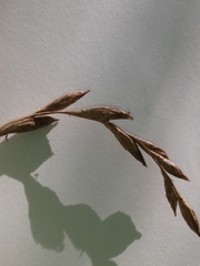 Carex muskingumensis