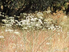 Conopodium subcarneum