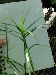 Carex muskingumensis