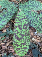 Etlingera brevilabrum