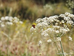 Conopodium subcarneum