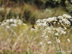 Conopodium subcarneum