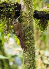 Xiphorhynchus triangularis