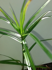 Carex muskingumensis