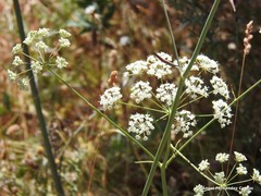 Conopodium subcarneum