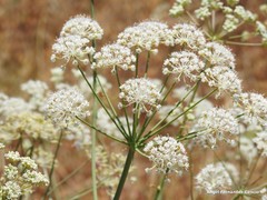 Conopodium subcarneum