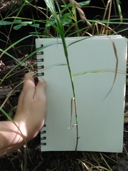 Carex muskingumensis