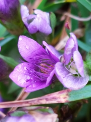 Gentianella ramosa