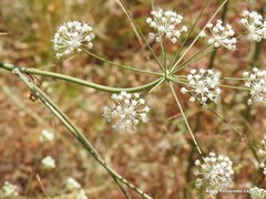 Conopodium subcarneum
