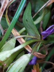Gentianella ramosa