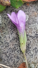 Gentianella ramosa