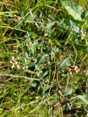 Crocanthemum bicknellii