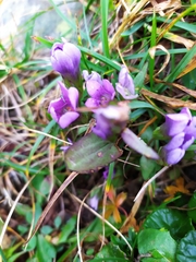 Gentianella ramosa