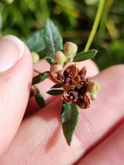 Crocanthemum bicknellii