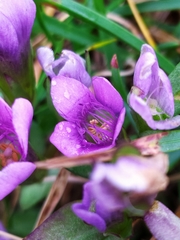 Gentianella ramosa