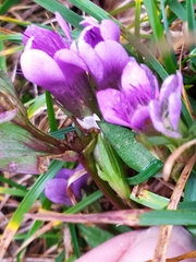 Gentianella ramosa