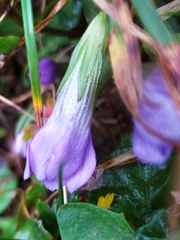 Gentianella ramosa