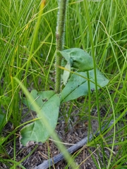 Hieracium scabrum