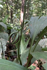 Plocoglottis plicata
