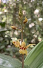 Plocoglottis plicata