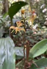 Plocoglottis plicata