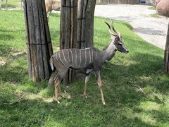 Tragelaphus