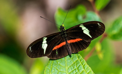 Heliconius clysonymus clysonymus