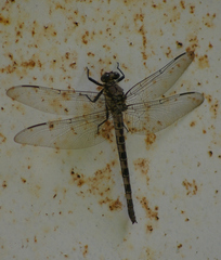 Tachopteryx thoreyi