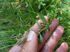 Crocanthemum bicknellii