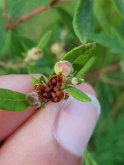 Crocanthemum bicknellii